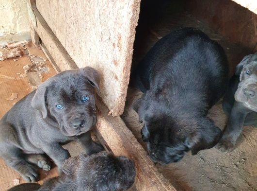 Safkan Cane Corso Yavrulari görsel