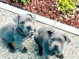 Kapiya Tesli̇m Cane Corso Yavrulari