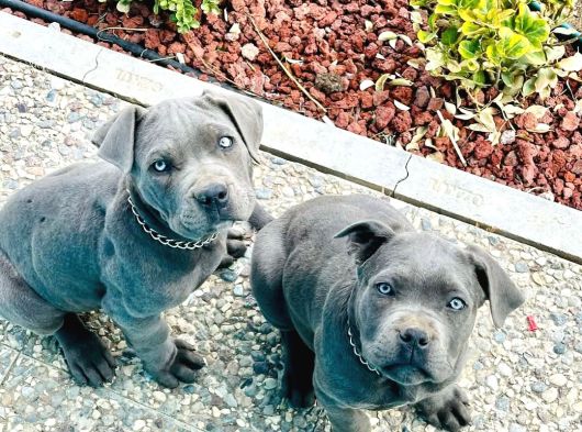 Kapiya Tesli̇m Cane Corso Yavrulari görsel