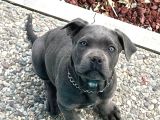 Kapiya Tesli̇m Cane Corso Yavrulari