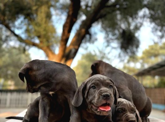 KAPIYA TESLİM CANE CORSO YAVRULARI