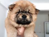 Safkan Chow Chow Yavrulari