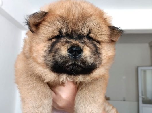 Safkan Chow Chow Yavrulari görsel