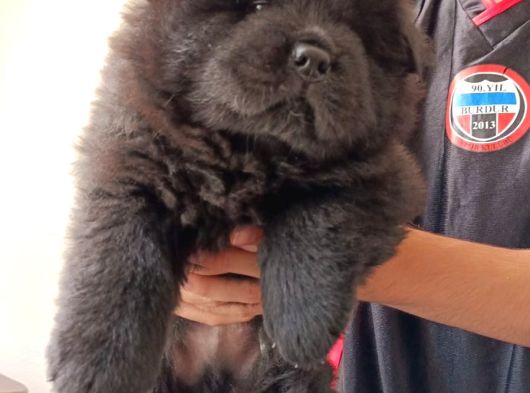 Safkan Chow Chow Yavrulari görsel