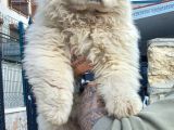 Safkan Chow Chow Yavrulari