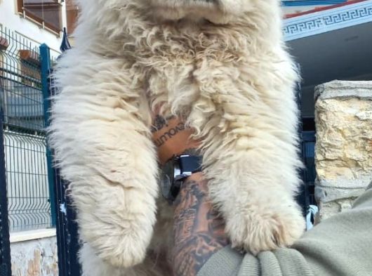 Safkan Chow Chow Yavrulari görsel
