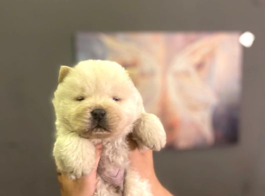 Safkan Chow Chow Yavrulari