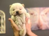 Safkan Chow Chow Yavrulari