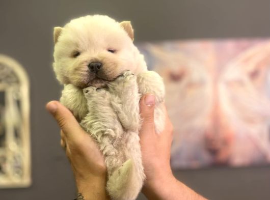 Safkan Chow Chow Yavrulari görsel