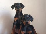 KAPIYA TESLİM DOBERMAN YAVRULARI