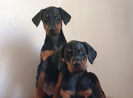 KAPIYA TESLİM DOBERMAN YAVRULARI