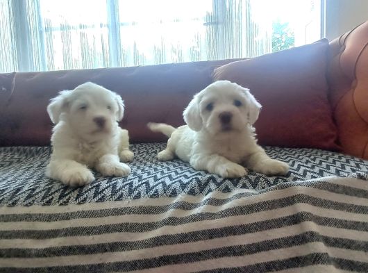 Safkan Maltese Terri̇er Yavrulari görsel