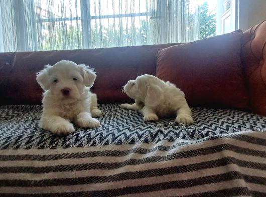 Safkan Maltese Terri̇er Yavrulari görsel