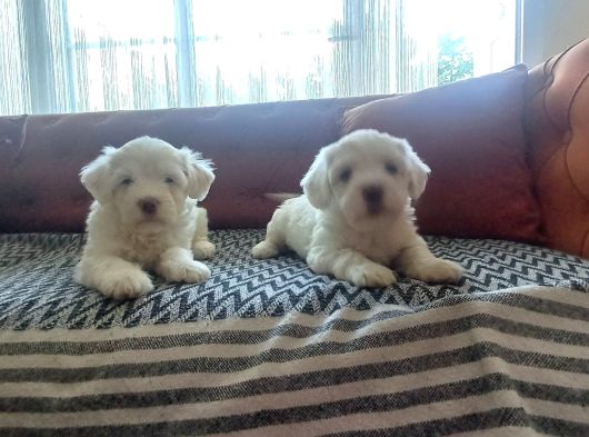 Safkan Maltese Terri̇er Yavrulari görsel