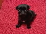 Safkan Pug Yavrulari
