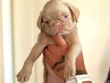Safkan Pug Yavrulari
