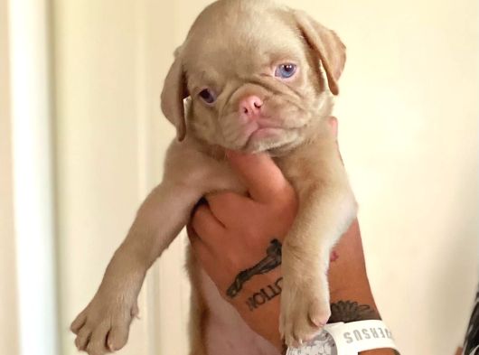 Safkan Pug Yavrulari görsel