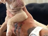 Safkan Pug Yavrulari