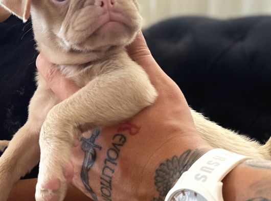 Safkan Pug Yavrulari görsel