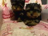Safkan Teacup Yorkshi̇re Terri̇er Yavrulari