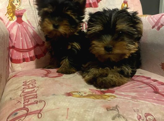 Safkan Teacup Yorkshi̇re Terri̇er Yavrulari görsel