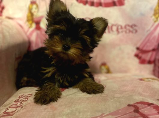 Safkan Teacup Yorkshi̇re Terri̇er Yavrulari görsel