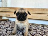 SAFKAN PUG YAVRULARI