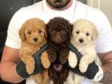 KAPIYA TESLİM SAFKAN MALTİPOO YAVRULARI