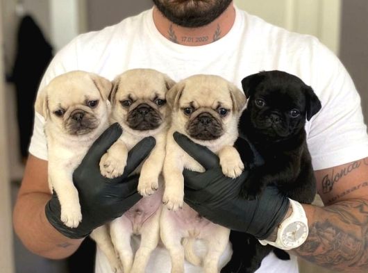 KAPIYA TESLİM PUG YAVRULARI