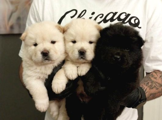 KAPIYA TESLİM CHOW CHOW YAVRULARI