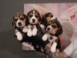 KAPIYA TESLİM BEAGLE YAVRULARI