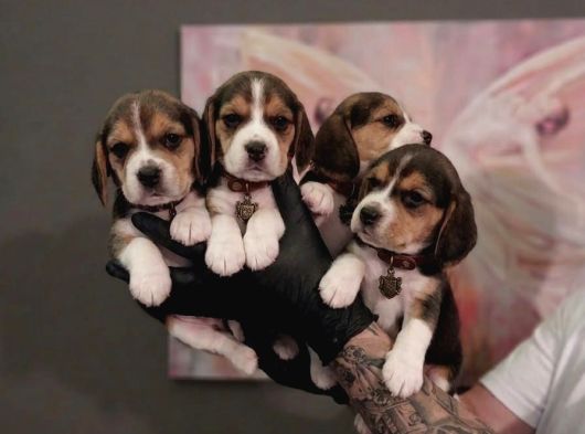 Kapiya Tesli̇m Beagle Yavrulari