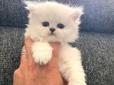 Safkan british longhair ve schotich fold