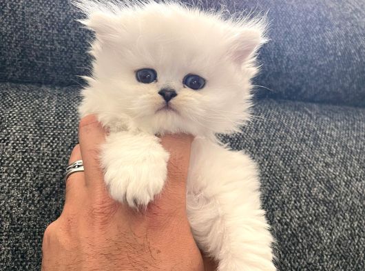 Safkan British Longhair Ve Schotich Fold