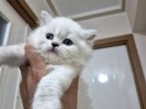 Safkan British Longhair Ve Schotich Fold
