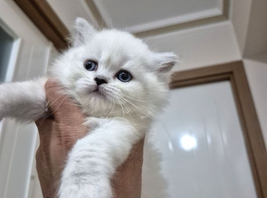Safkan British Longhair Ve Schotich Fold görsel