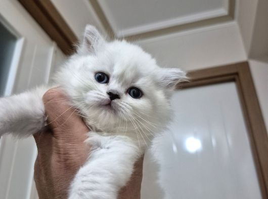 Safkan British Longhair Ve Schotich Fold görsel