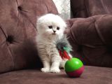 Safkan British Longhair Ve Schotich Fold