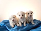 Maltese Terier Bebekler