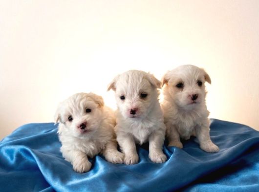 Maltese Terier Bebekler görsel