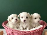 Maltese Terier Bebekler