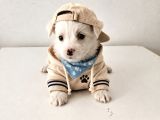 Maltese Terier Bebekler
