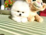 Ori̇ji̇nal Boo 2 Dişi Ve 2 Erkek