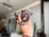 Süper Anatomi Irk - Sağlık Garantili French Bulldog Yavrular