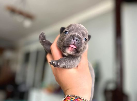 Süper Anatomi Irk - Sağlık Garantili French Bulldog Yavrular görsel
