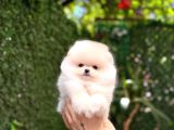 Teddy  Pomerani̇an Boo Yavrularimiz