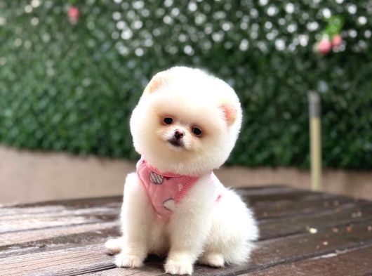 Teddy  Pomerani̇an Boo Yavrularimiz görsel