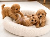 Sağlıklı Özel Maltipoo Yavruları
