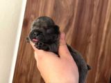 Süper Anatomi Irk - Sağlık Garantili French Bulldog Yavrular