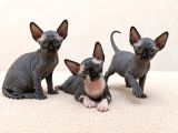 Mavi Gözlü Siyah Sphynx Bebekler